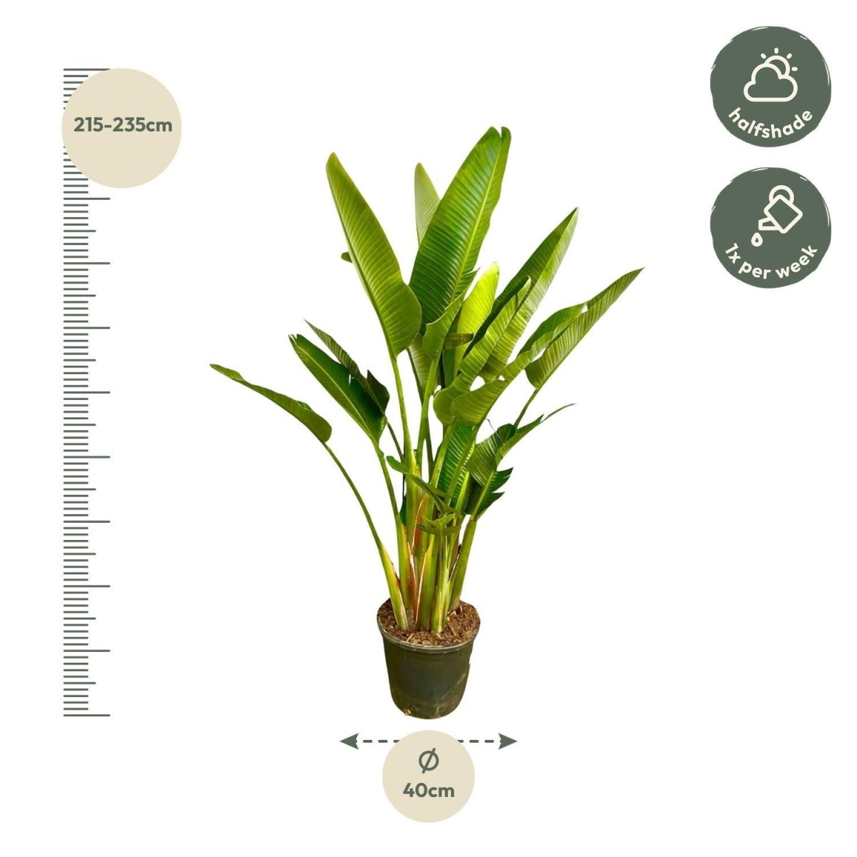 Strelitzia Augusta multi stam XXL 4 - LushLeaf | Online planten bestellen