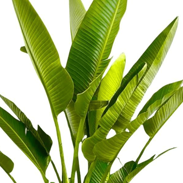 Strelitzia Augusta multi stam XXL 2 - LushLeaf | Online planten bestellen
