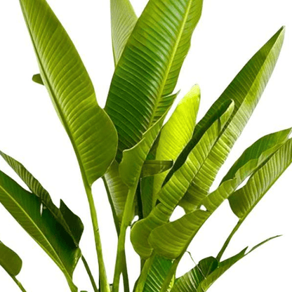 Strelitzia Augusta multi stam XXL 2 - LushLeaf | Online planten bestellen