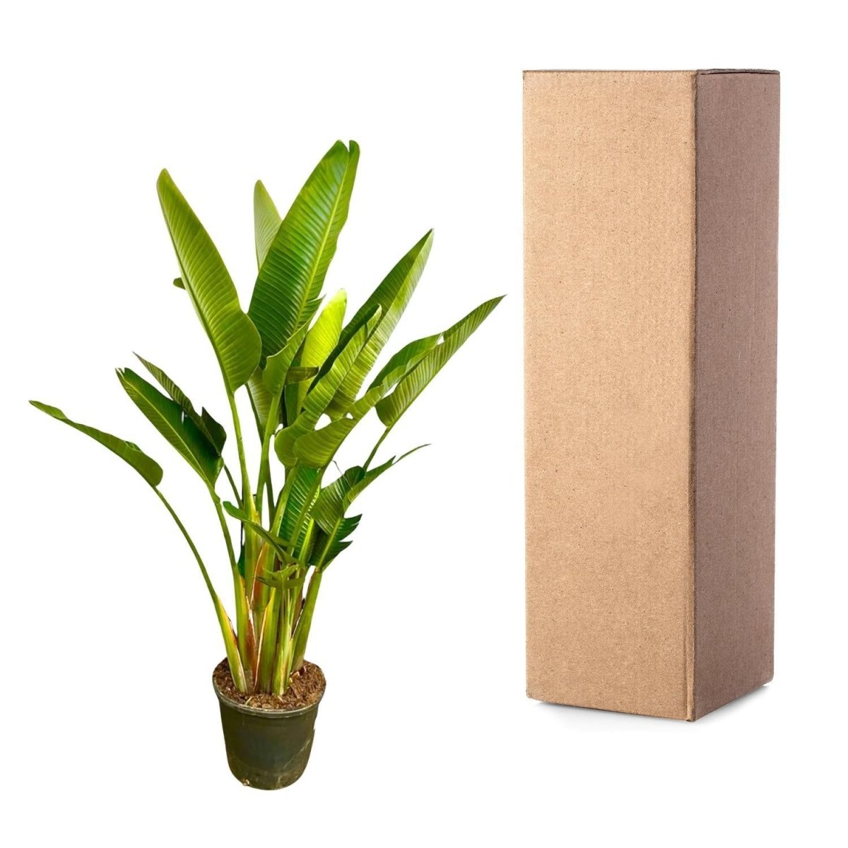 Strelitzia Augusta multi stam XXL 5 - LushLeaf | Online planten bestellen