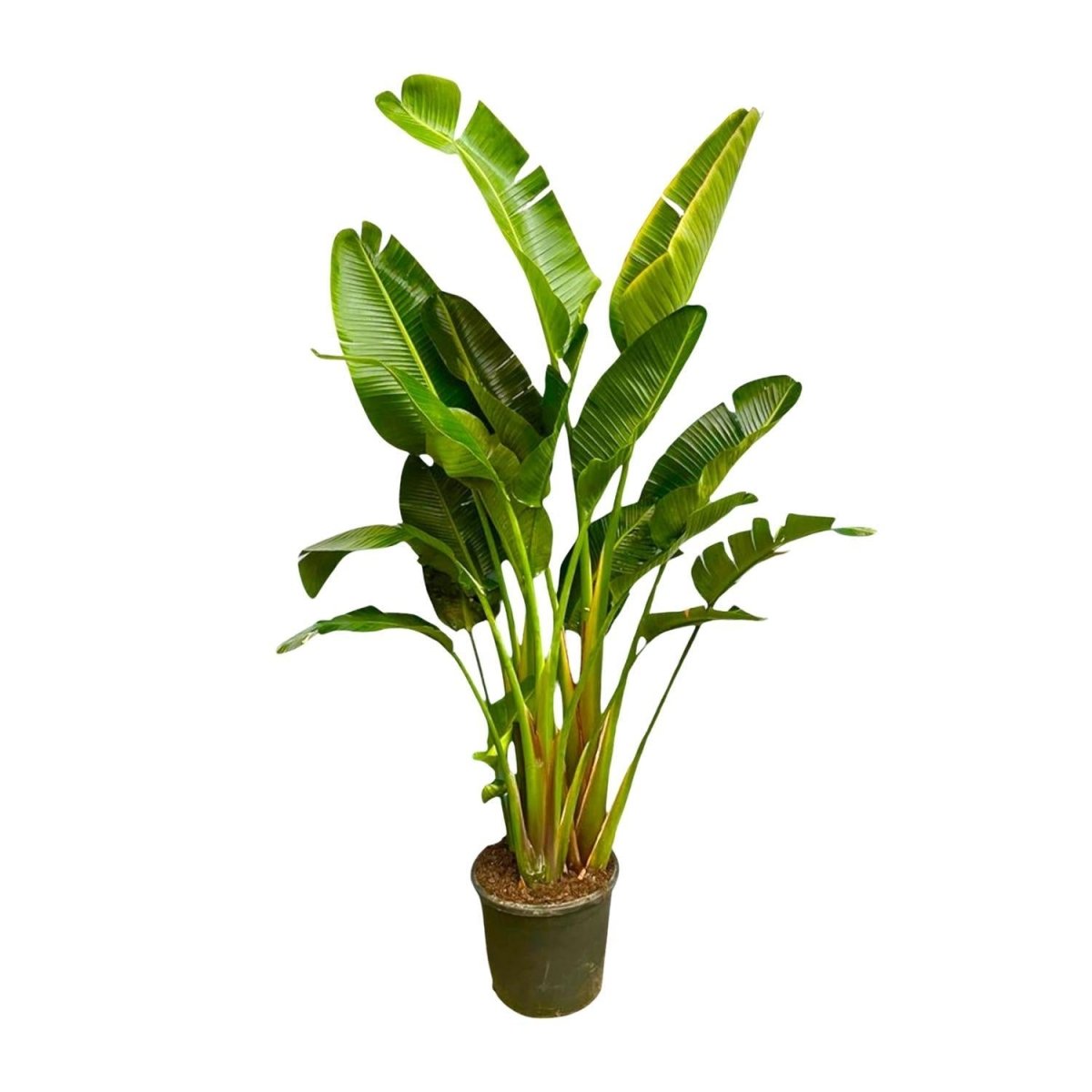 Strelitzia Augusta multi stam XXL 6 - LushLeaf | Online planten bestellen