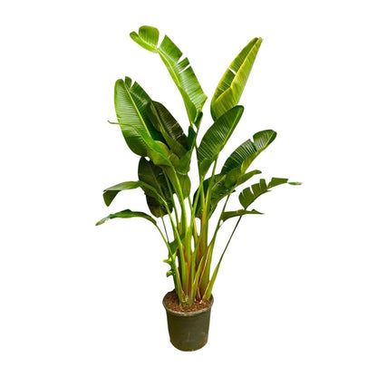 Strelitzia Augusta multi stam XXL 6 - LushLeaf | Online planten bestellen