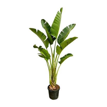 Strelitzia Augusta | XXL 1 - LushLeaf | Online planten bestellen