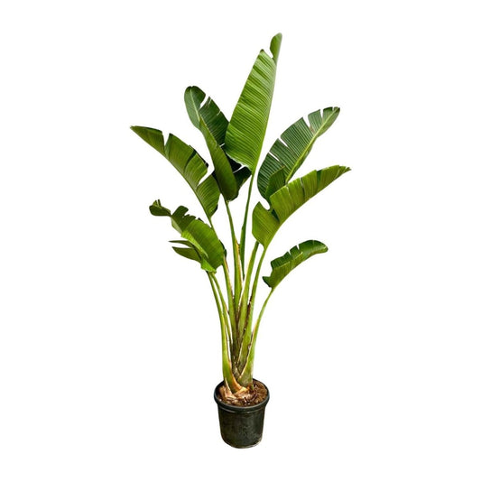 Strelitzia Augusta | XXL 1 - LushLeaf | Online planten bestellen