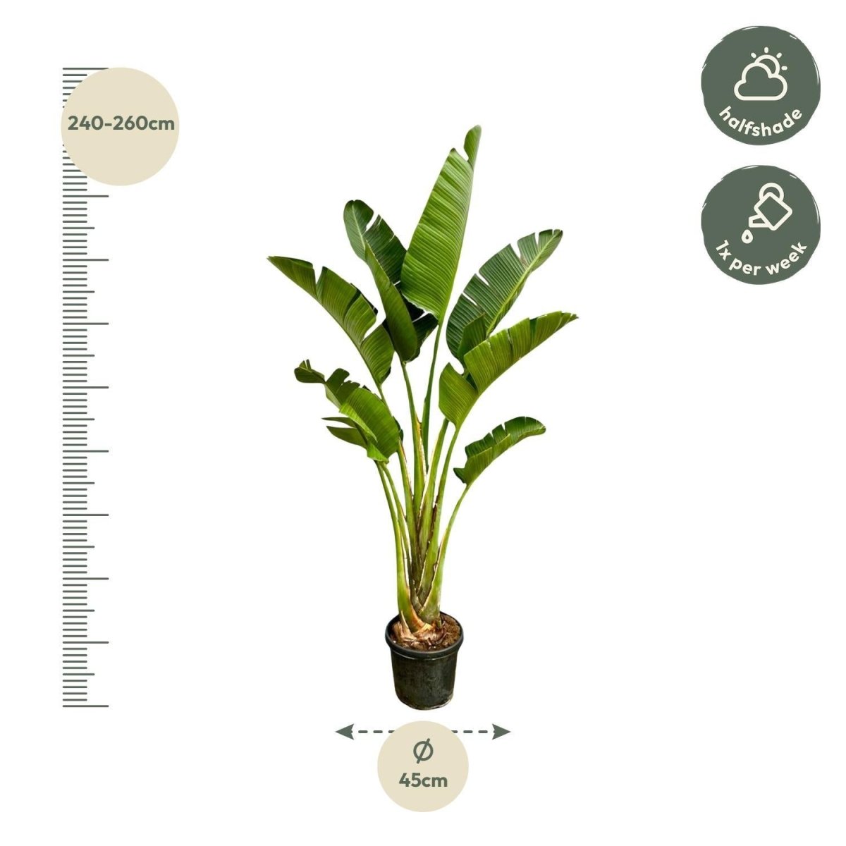 Strelitzia Augusta | XXL 4 - LushLeaf | Online planten bestellen