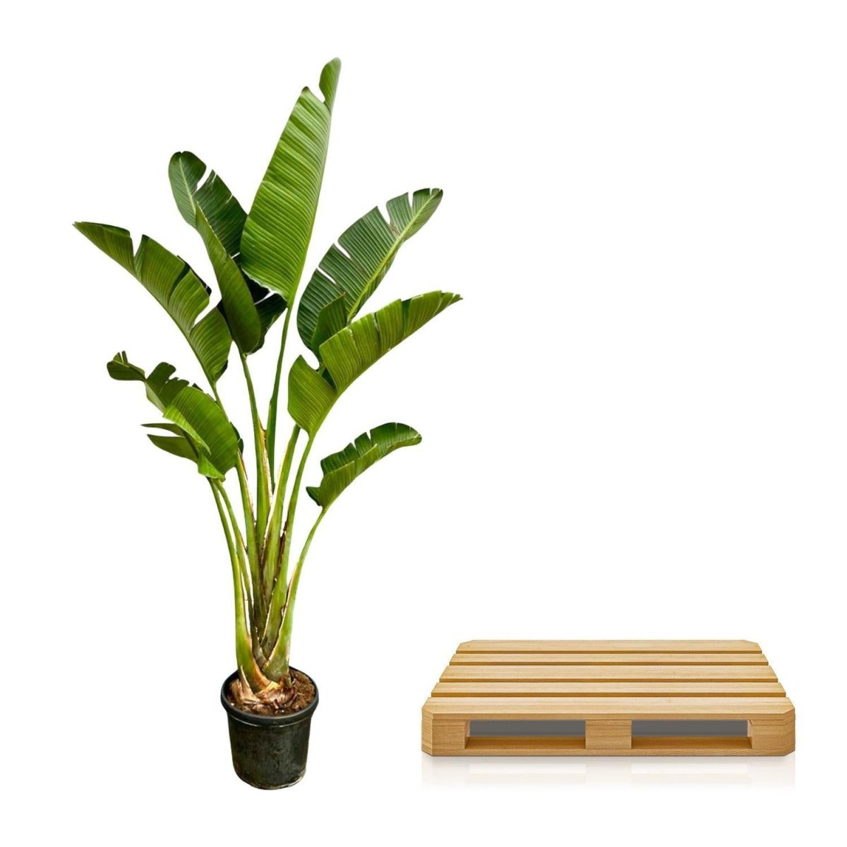 Strelitzia Augusta | XXL 5 - LushLeaf | Online planten bestellen