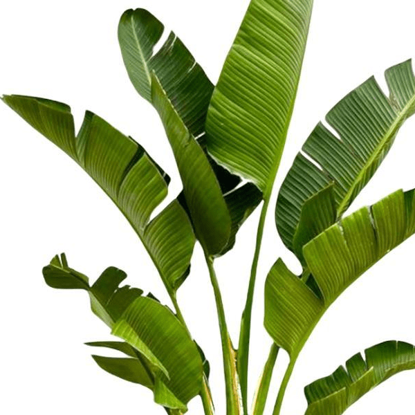 Strelitzia Augusta | XXL 2 - LushLeaf | Online planten bestellen