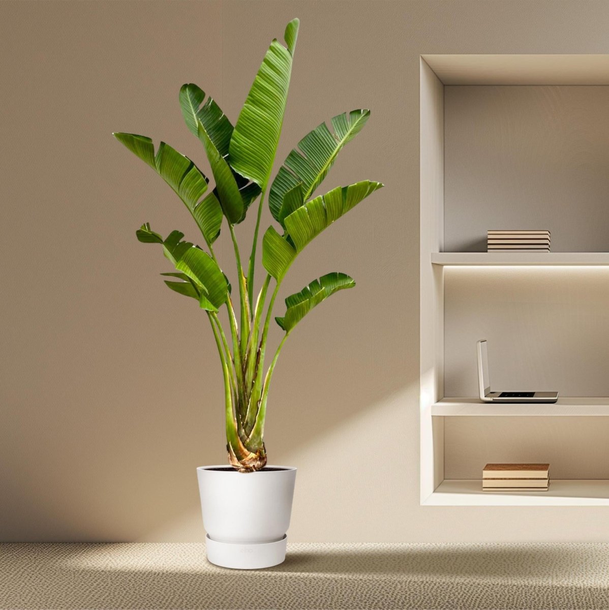 Strelitzia Augusta | XXL 3 - LushLeaf | Online planten bestellen