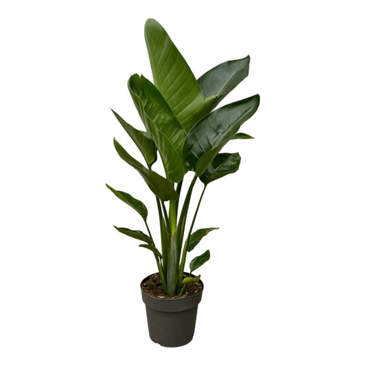 Strelitzia Nicolai 1 - LushLeaf | Online planten bestellen