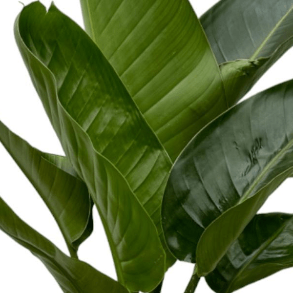 Strelitzia Nicolai 2 - LushLeaf | Online planten bestellen