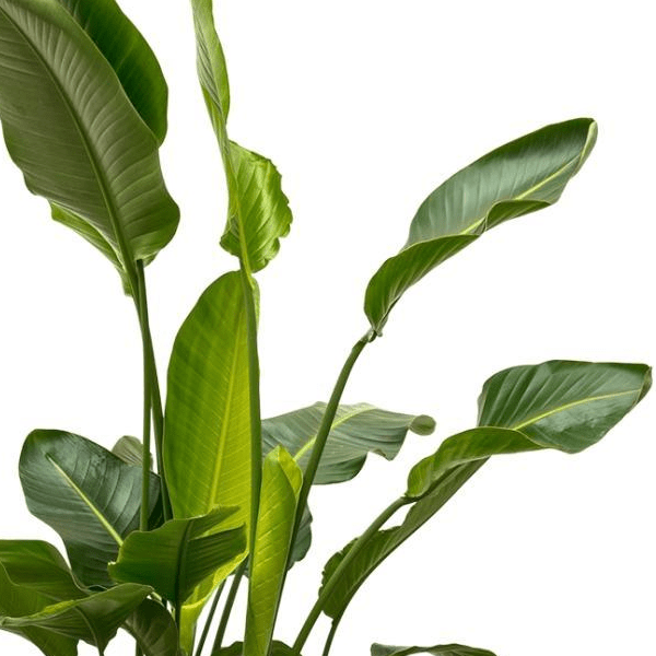 Strelitzia Nicolai de luxe XXL 2 - LushLeaf | Online planten bestellen