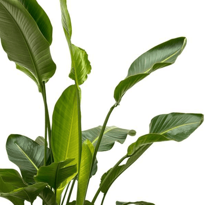 Strelitzia Nicolai de luxe XXL 2 - LushLeaf | Online planten bestellen