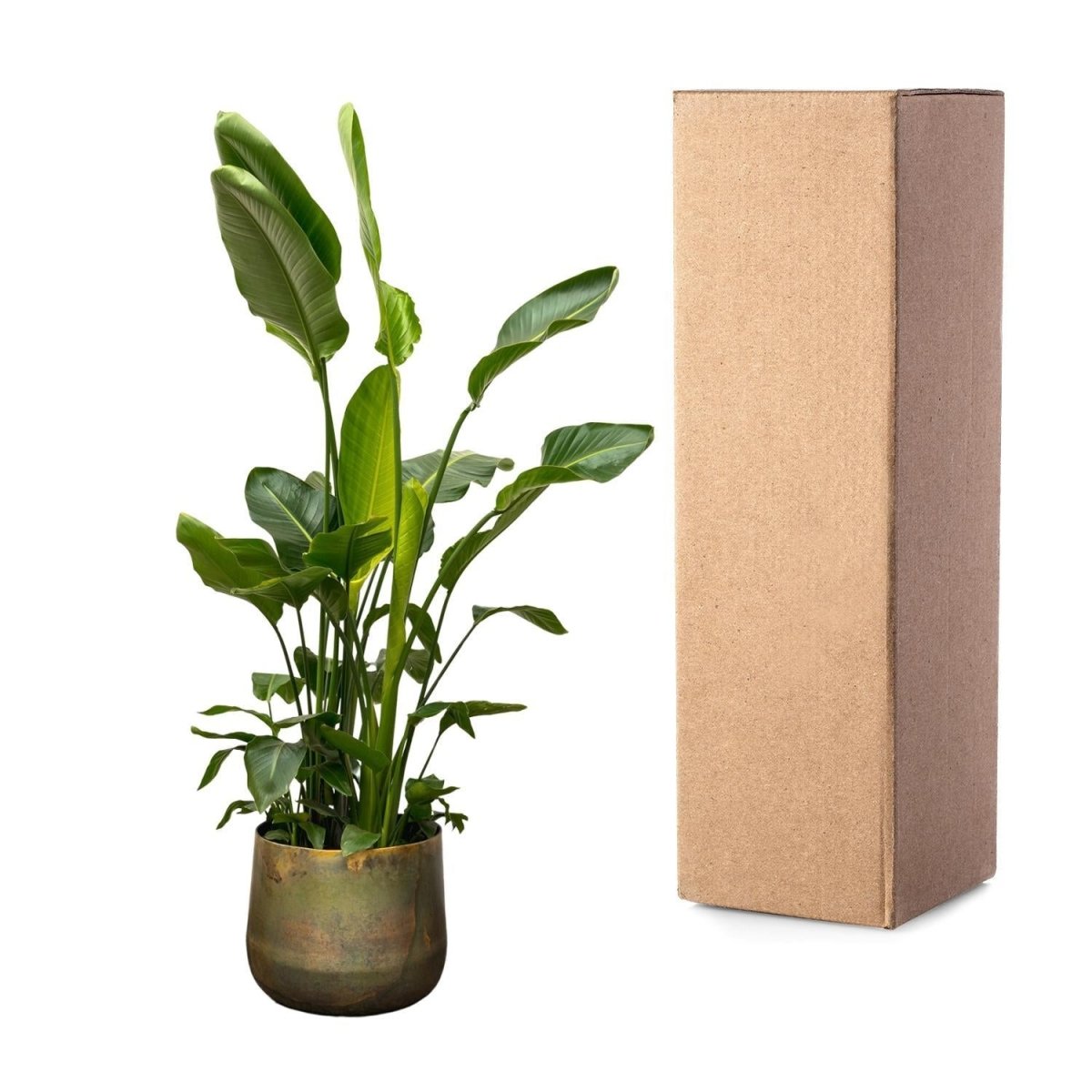 Strelitzia Nicolai de luxe XXL 5 - LushLeaf | Online planten bestellen