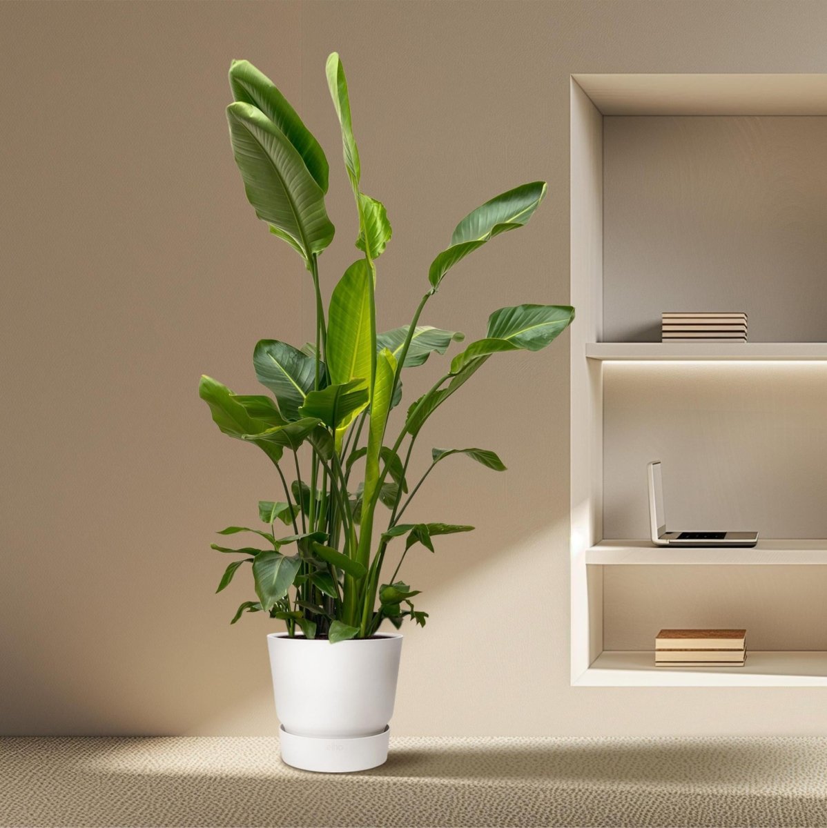 Strelitzia Nicolai de luxe XXL 3 - LushLeaf | Online planten bestellen