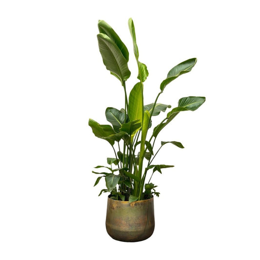 Strelitzia Nicolai de luxe XXL 1 - LushLeaf | Online planten bestellen