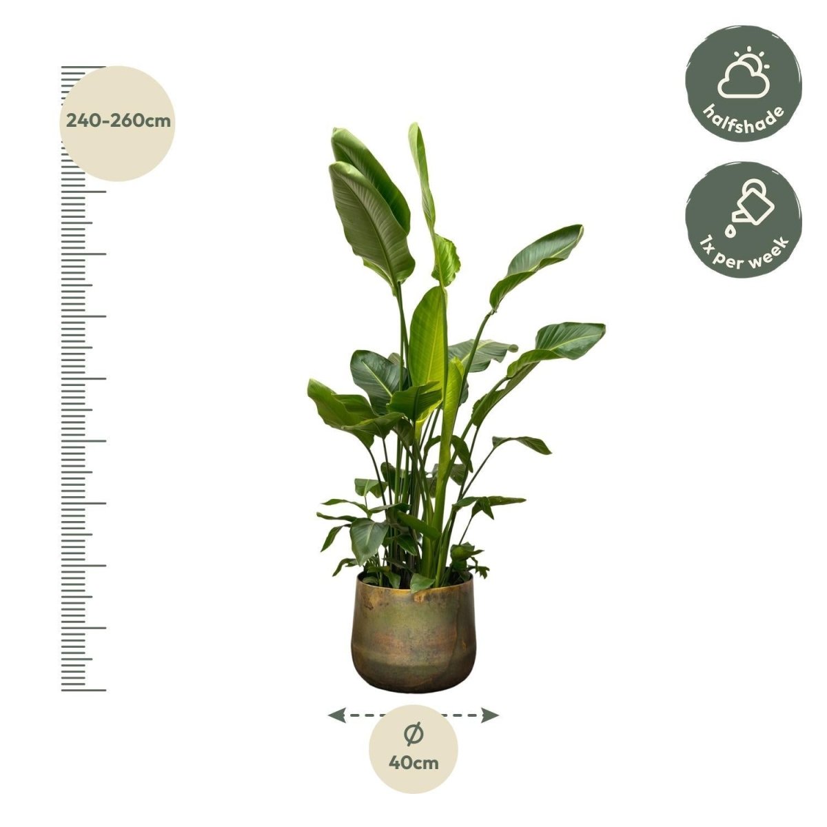 Strelitzia Nicolai de luxe XXL 4 - LushLeaf | Online planten bestellen