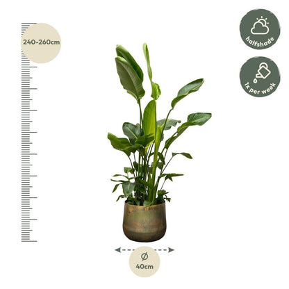 Strelitzia Nicolai de luxe XXL 4 - LushLeaf | Online planten bestellen