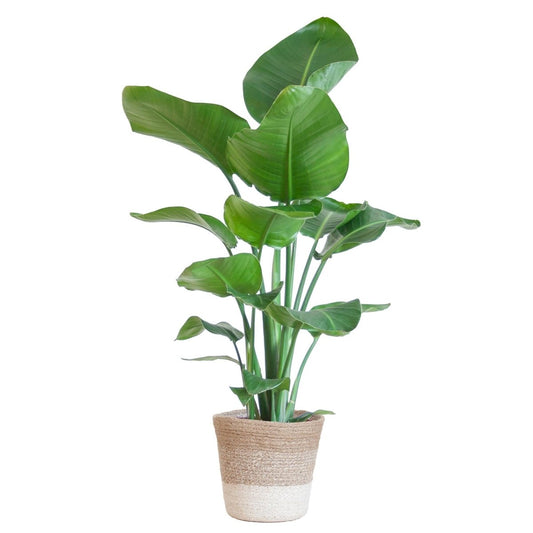 Strelitzia Nicolai met pot 1 - LushLeaf | Online planten bestellen