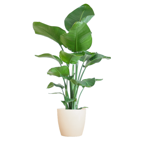 Strelitzia Nicolai met pot 8 - LushLeaf | Online planten bestellen