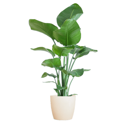 Strelitzia Nicolai met pot 8 - LushLeaf | Online planten bestellen