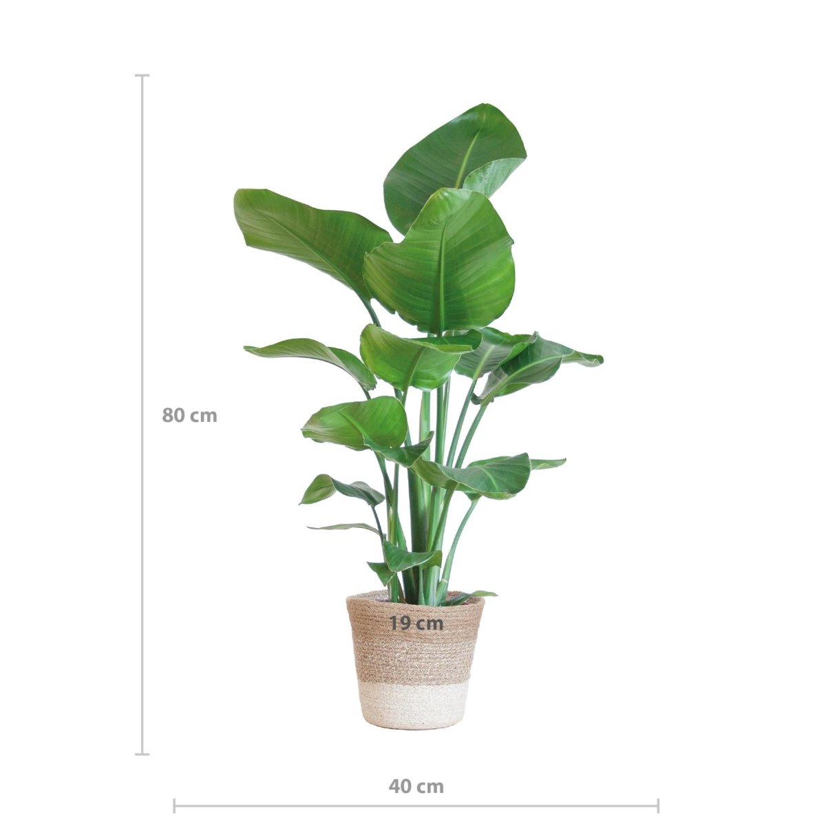 Strelitzia Nicolai met pot 3 - LushLeaf | Online planten bestellen