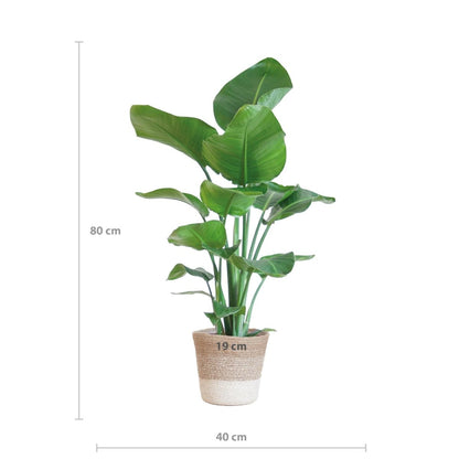 Strelitzia Nicolai met pot 3 - LushLeaf | Online planten bestellen