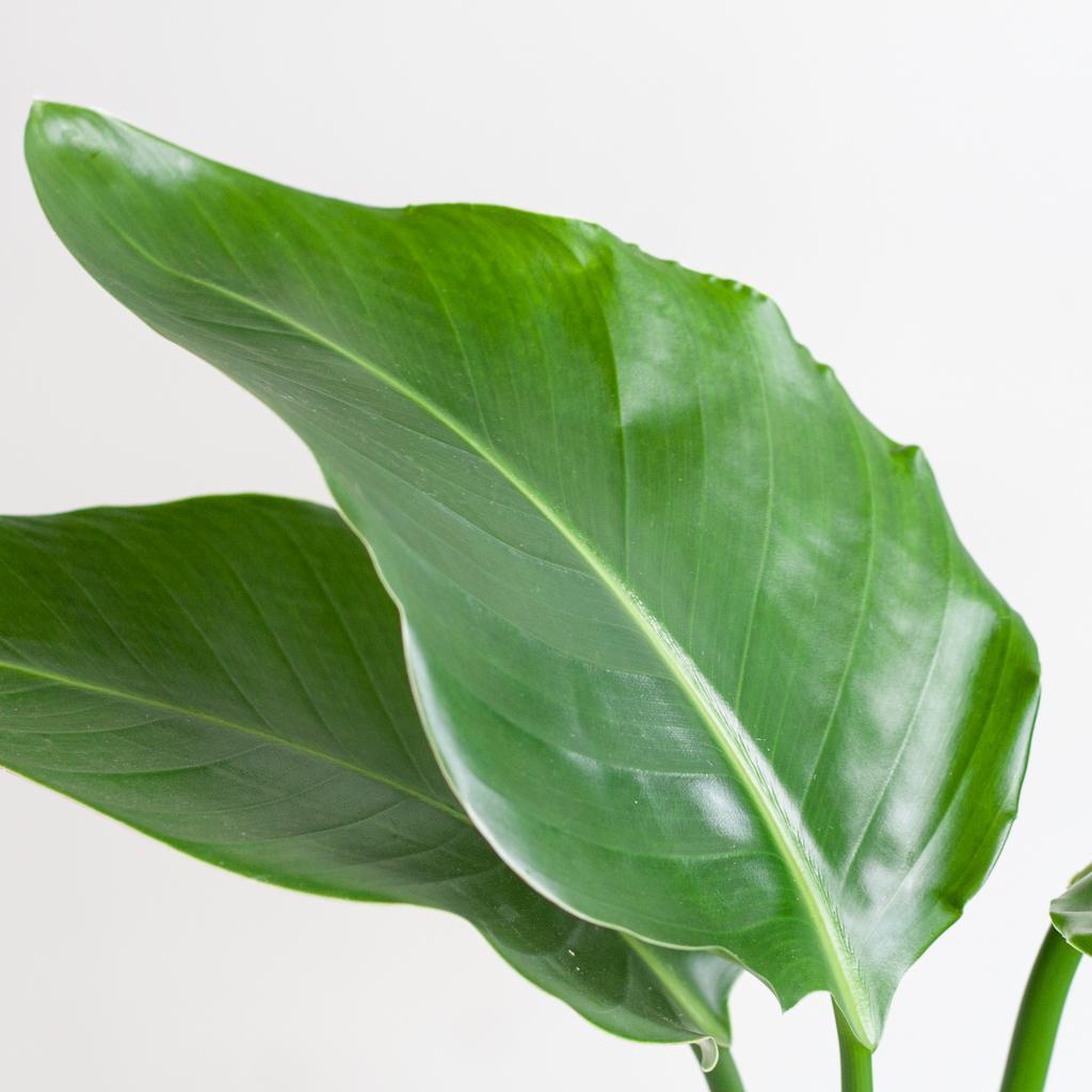 Strelitzia Nicolai met pot 2 - LushLeaf | Online planten bestellen