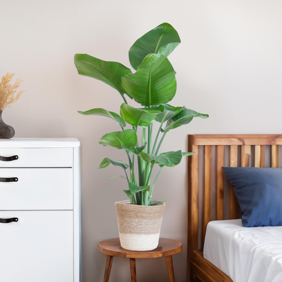 Strelitzia Nicolai met pot 4 - LushLeaf | Online planten bestellen