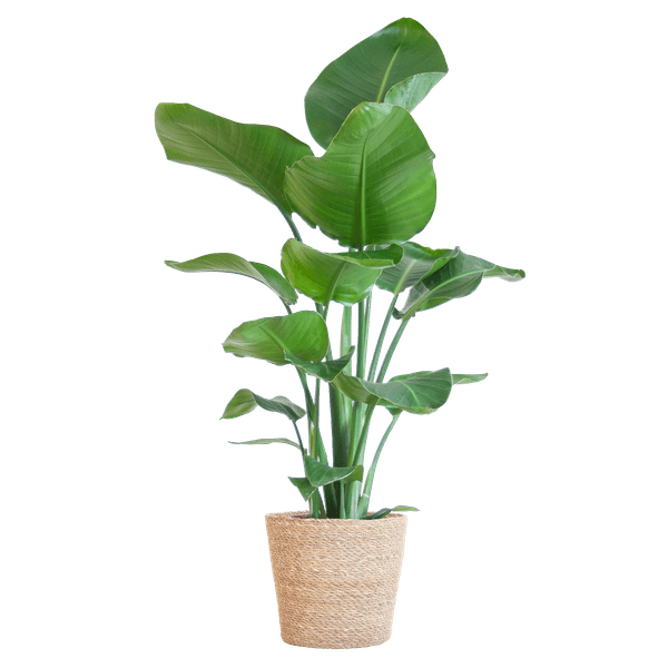 Strelitzia Nicolai met pot 6 - LushLeaf | Online planten bestellen