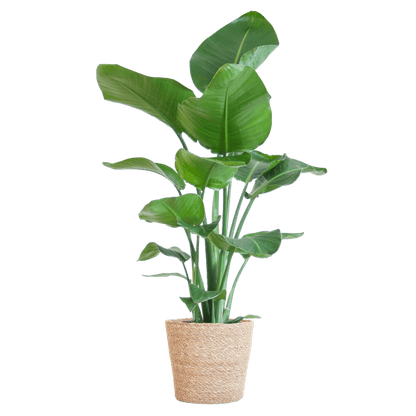 Strelitzia Nicolai met pot 6 - LushLeaf | Online planten bestellen