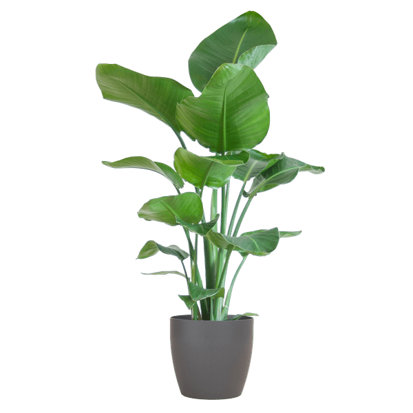 Strelitzia Nicolai met pot 7 - LushLeaf | Online planten bestellen