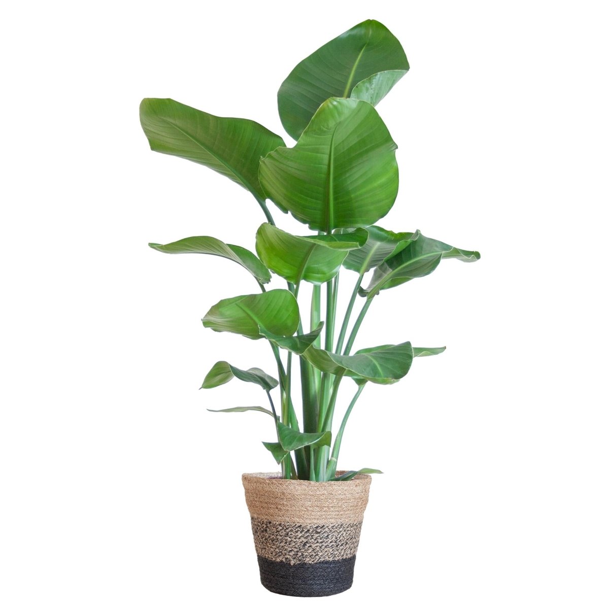 Strelitzia Nicolai met pot 5 - LushLeaf | Online planten bestellen