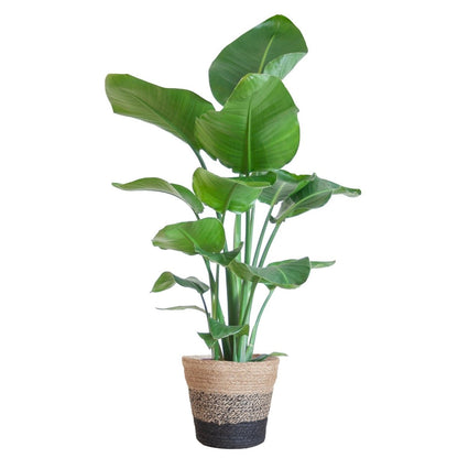 Strelitzia Nicolai met pot 5 - LushLeaf | Online planten bestellen