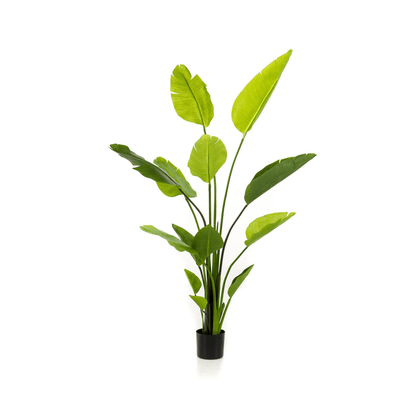 Strelitzia Nicolai - Paradijsvogelbloem | Kunstplant 1 - LushLeaf | Online planten bestellen
