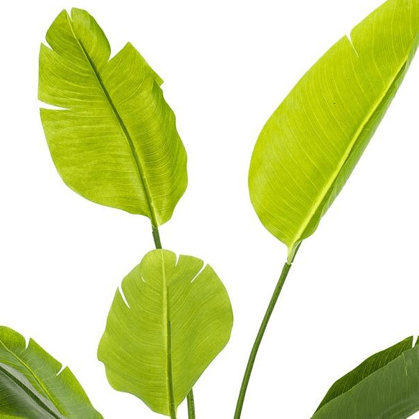 Strelitzia Nicolai - Paradijsvogelbloem | Kunstplant 2 - LushLeaf | Online planten bestellen