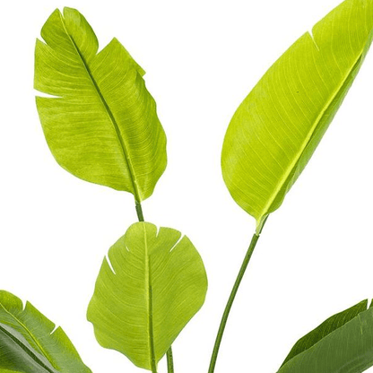 Strelitzia Nicolai - Paradijsvogelbloem | Kunstplant 2 - LushLeaf | Online planten bestellen