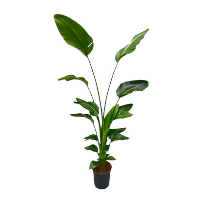 Strelitzia Nicolai | XL 6 - LushLeaf | Online planten bestellen