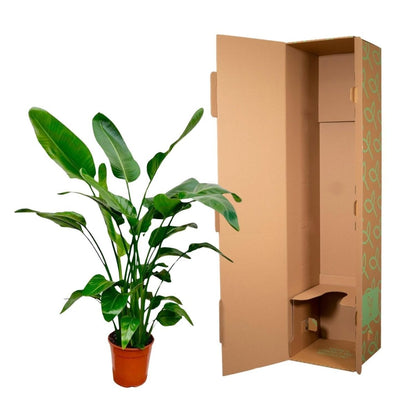 Strelitzia Nicolai | XL 5 - LushLeaf | Online planten bestellen