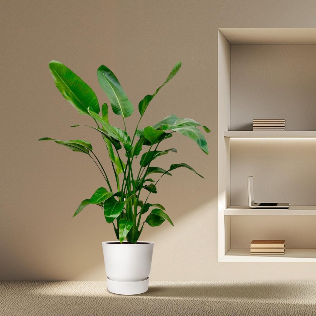 Strelitzia Nicolai | XL 3 - LushLeaf | Online planten bestellen