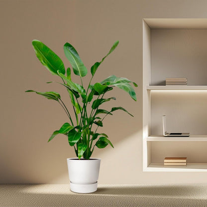 Strelitzia Nicolai | XL 3 - LushLeaf | Online planten bestellen
