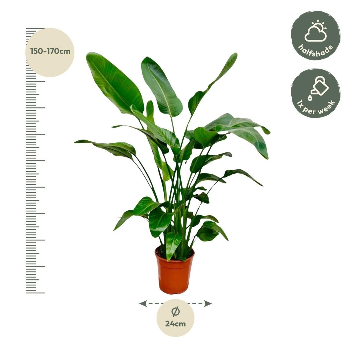 Strelitzia Nicolai | XL 4 - LushLeaf | Online planten bestellen