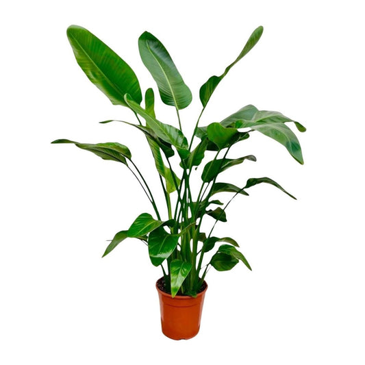 Strelitzia Nicolai | XL 1 - LushLeaf | Online planten bestellen