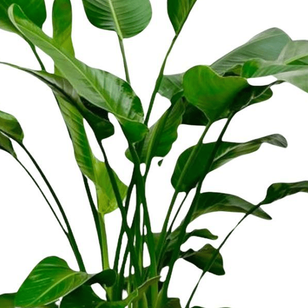 Strelitzia Nicolai | XL 2 - LushLeaf | Online planten bestellen