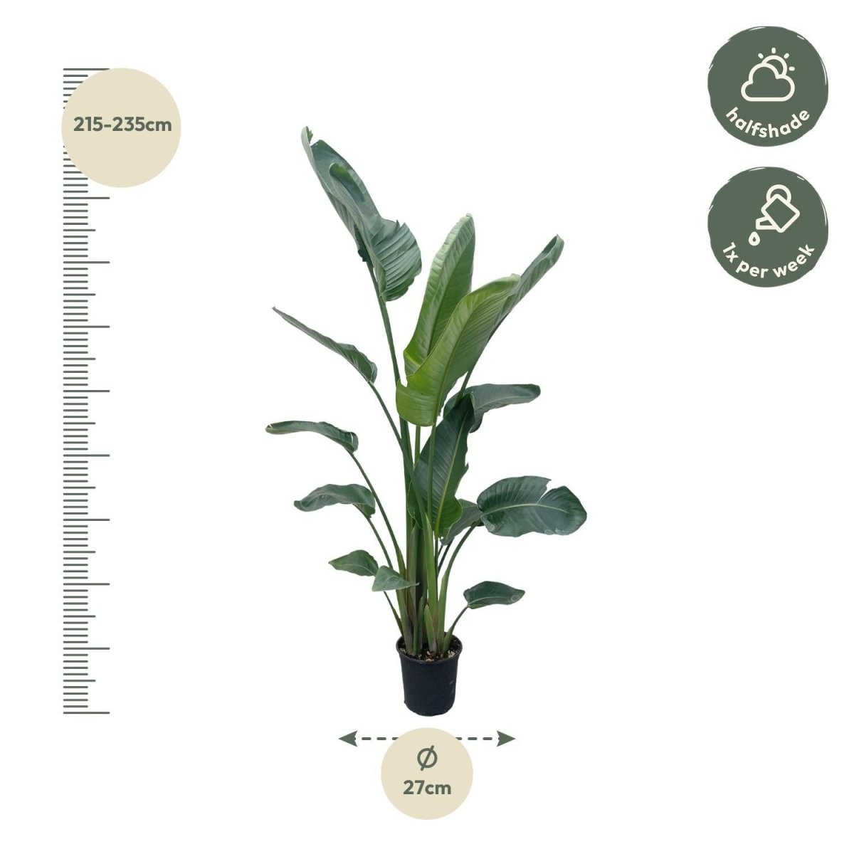 Strelitzia Nicolai | XXL 4 - LushLeaf | Online planten bestellen