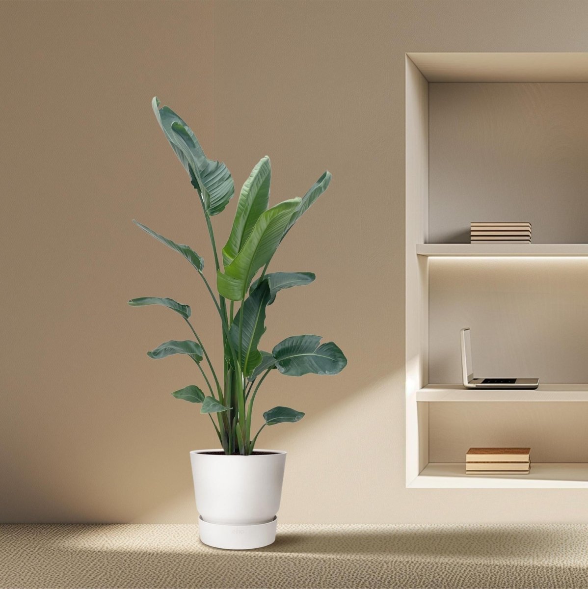 Strelitzia Nicolai | XXL 3 - LushLeaf | Online planten bestellen
