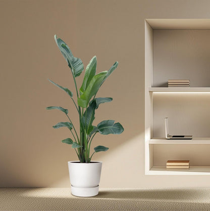Strelitzia Nicolai | XXL 3 - LushLeaf | Online planten bestellen
