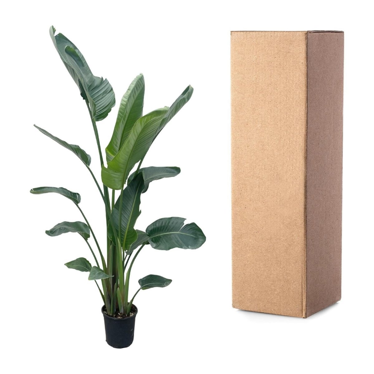 Strelitzia Nicolai | XXL 5 - LushLeaf | Online planten bestellen