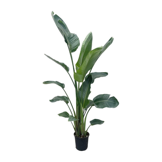 Strelitzia Nicolai | XXL 1 - LushLeaf | Online planten bestellen