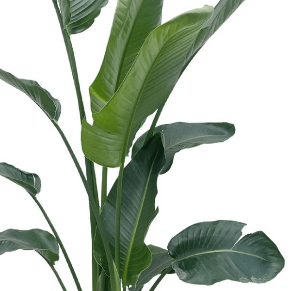 Strelitzia Nicolai | XXL 2 - LushLeaf | Online planten bestellen