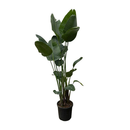 Strelitzia Nicolai | XXL 6 - LushLeaf | Online planten bestellen